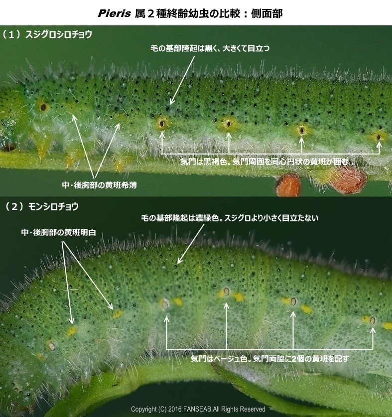 スジグロシロチョウの飼育メモ_f0090680_18335769.jpg