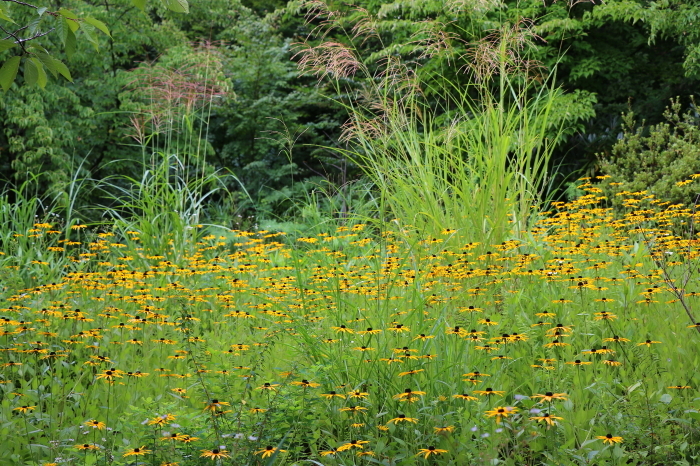 八ヶ岳　早朝の散歩で見つけた花_c0338583_11281107.jpg