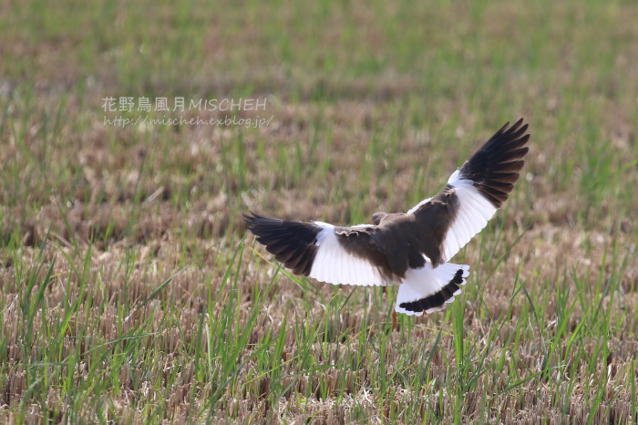 田園地帯のケリ幼鳥_a0323488_23510340.jpg