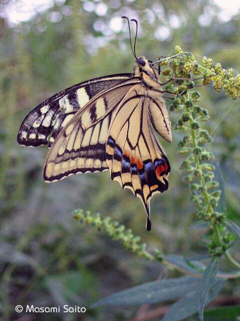 オオルリアゲハ「4頭」 【公式通販】