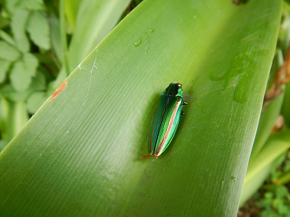 タマムシとカナブン 石丸謙二郎 タマムシとカナブン 石丸謙二郎