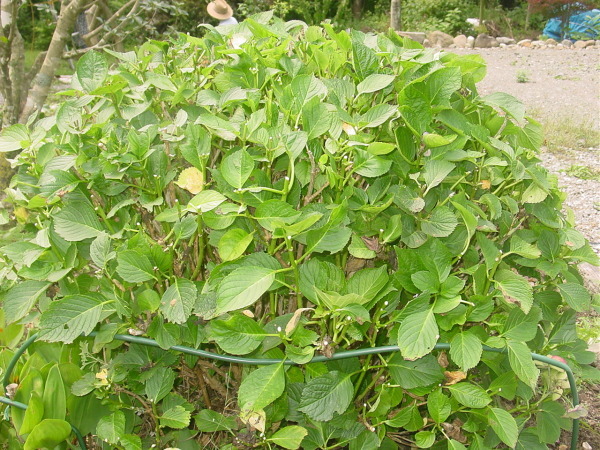 f0184805_20103462.jpg