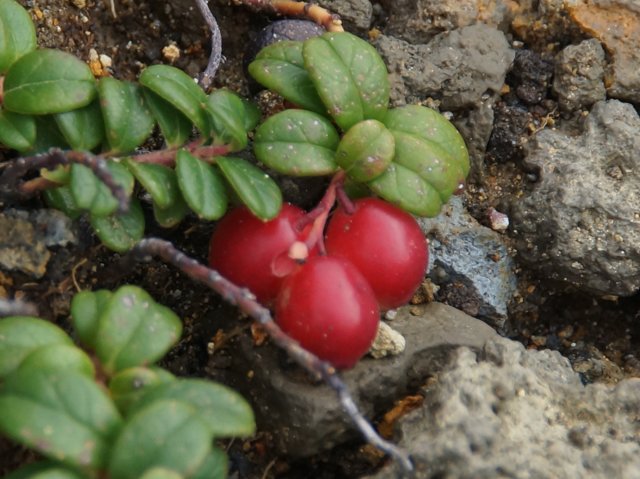 a0345007_9185531.jpg