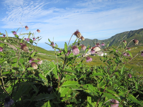 立山と花・・・1_a0164011_2125982.jpg