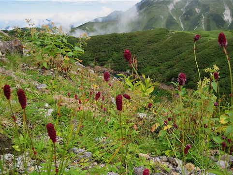 立山と花・・・1_a0164011_213757.jpg