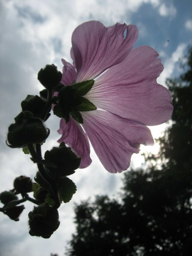 夏の花・タチアオイ・弐_c0062511_20570817.jpg