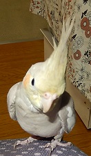 d0019913_412251.jpg