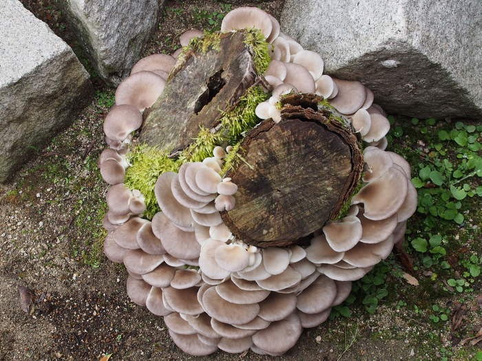 ウスヒラタケ_c0116915_0382049.jpg