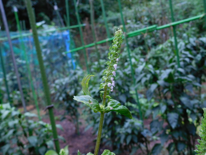 紫蘇の花の「咲き」始め。_a0125419_14444877.jpg