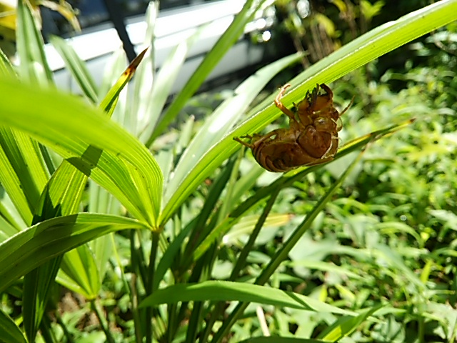c0150520_16453696.jpg