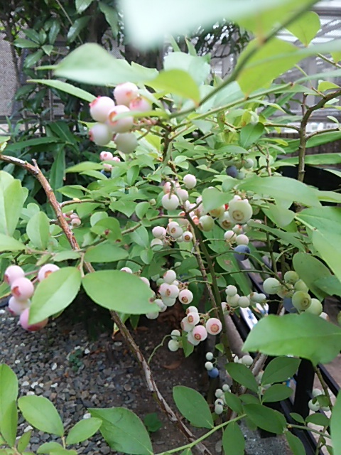 c0150520_16461049.jpg
