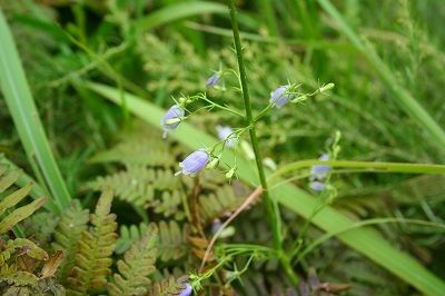 俵山裾野_f0193521_20484190.jpg