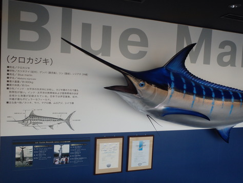 2015年、クロマグロ最終戦_a0272422_2151398.jpg