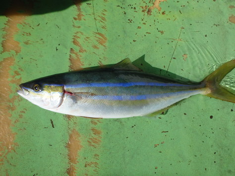 2015年　相模湾カツオ、キハダ最終戦_a0272422_22263849.jpg