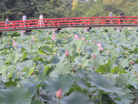 猿賀公園ハス(平川市)*2016.09.03_b0147224_20273554.jpg