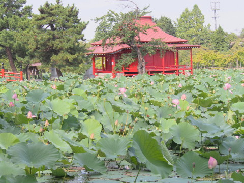 猿賀公園ハス(平川市)*2016.09.03_b0147224_20274853.jpg