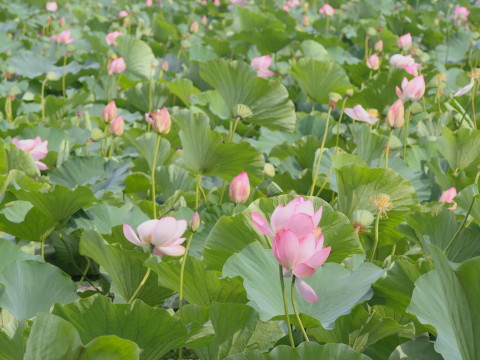 猿賀公園ハス(平川市)*2016.09.03_b0147224_2028199.jpg