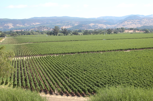 Far Niente カリフォルニアワイン合宿④_c0141025_20342880.jpg