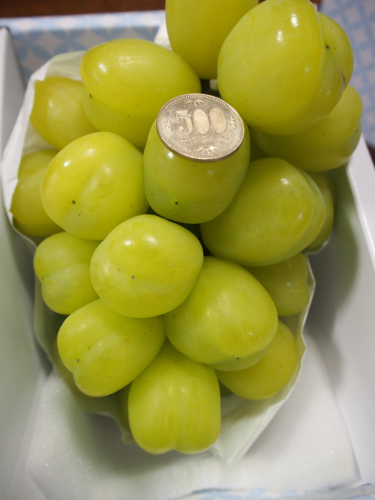 幻の雄宝ぶどう 産直野菜 果物 ヴェルデ