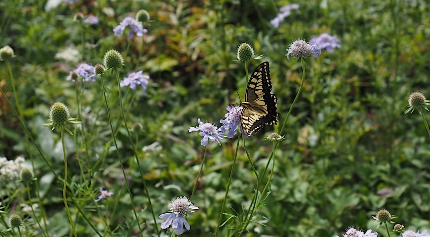 高原の花にくる蝶たち（2016年9月4日） _d0303129_2424989.jpg