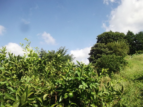 b0137932_16353769.jpg
