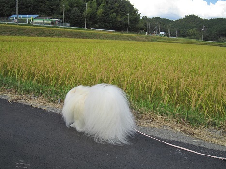 暑くても秋ですね_b0177436_21455199.jpg