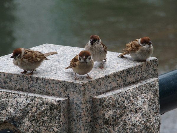 広島平和記念公園いろいろ_b0190540_16574750.jpg