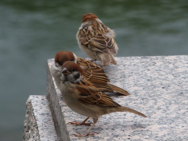 広島平和記念公園いろいろ_b0190540_16582941.jpg