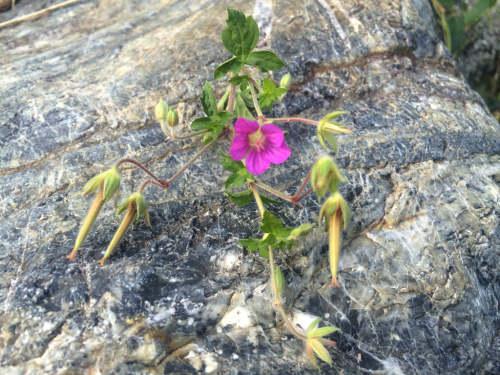 野草茶〜ゲンノショウコ_c0357242_08561940.jpg