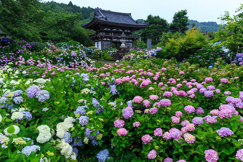 丹州観音寺の紫陽花_f0155048_20294341.jpg