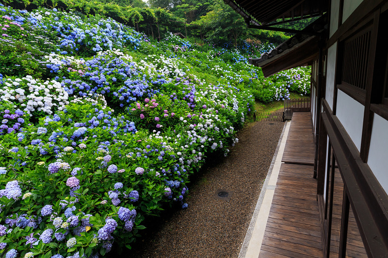 丹州観音寺の紫陽花_f0155048_20361684.jpg