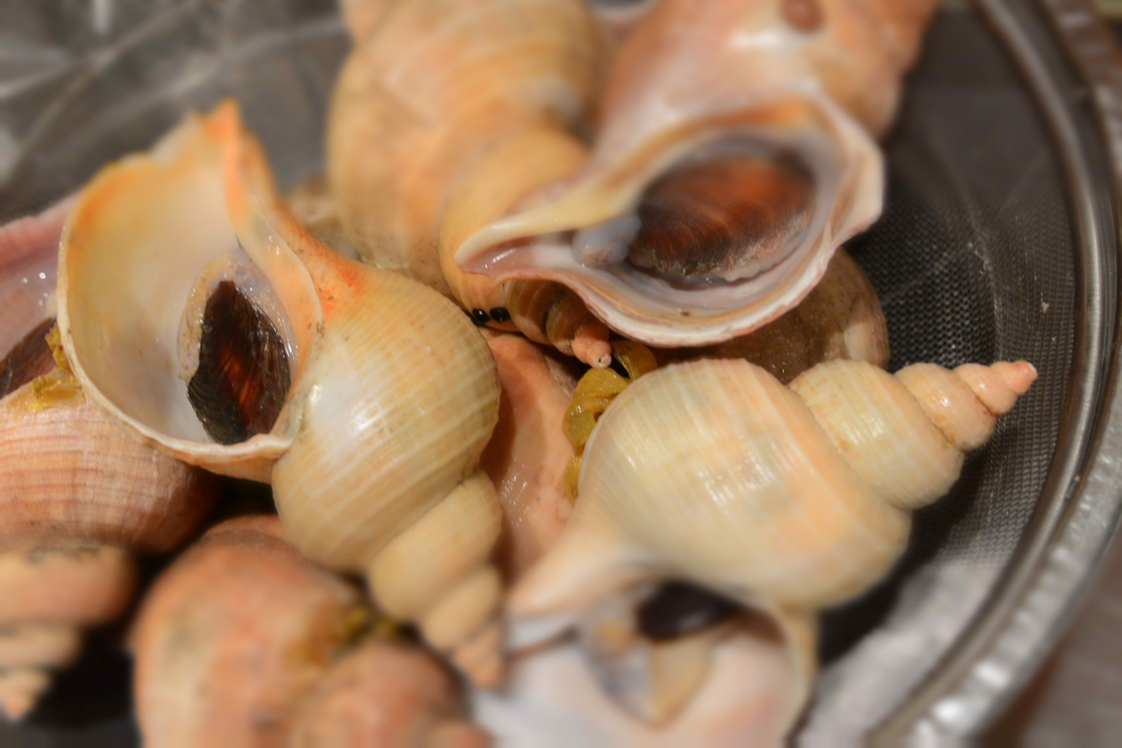 鳥取からやってきた 赤 がつく魚と貝 熱いです 9月6日 火 のランチメニュー 芝公園のイタリアン Gene Dining シェフ森松元気のブログ