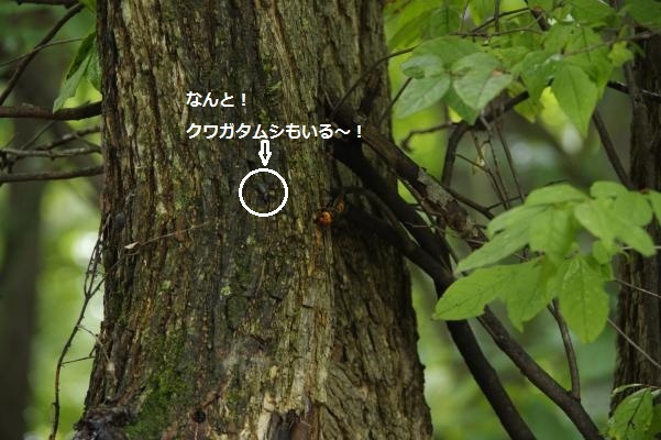 美味しい樹液の出る木 暮らしてみれば In Kitakaruizawa