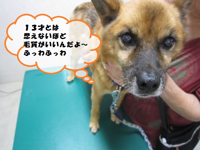 【肝不全からの生還 GPTが1000以上から正常値に】_b0059154_12581863.jpg