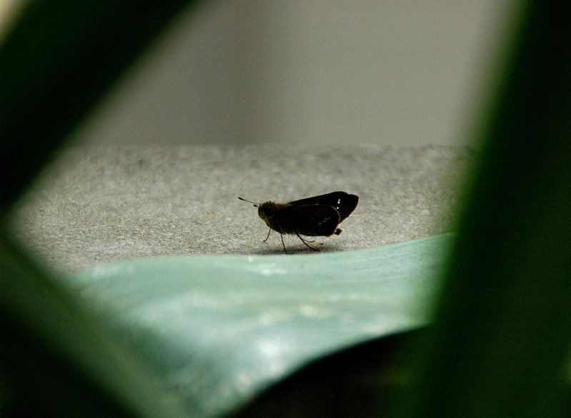 　　イチモンジ セセリチョウ_b0093754_2133735.jpg