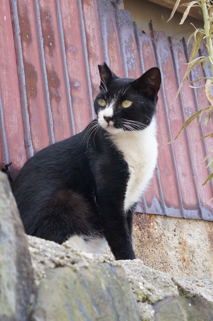 男木島のさくらねこ ＠香川県 : たんぶーらんの戯言