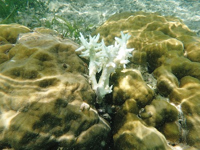 c0180460_1552192.jpg