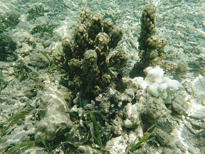 c0180460_15523722.jpg