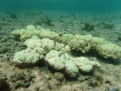 c0180460_15525227.jpg