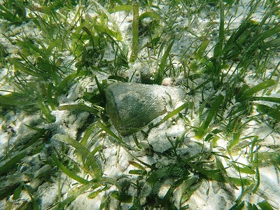 c0180460_15534158.jpg
