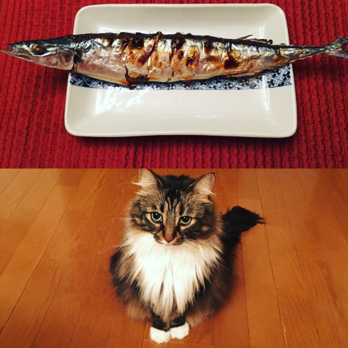秋刀魚！_c0151965_17314628.jpg