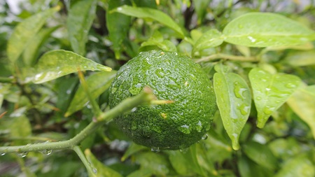 e0041168_825299.jpg