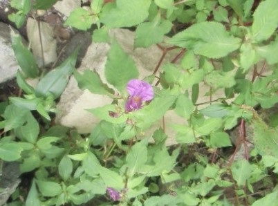 c0273271_10455939.jpg