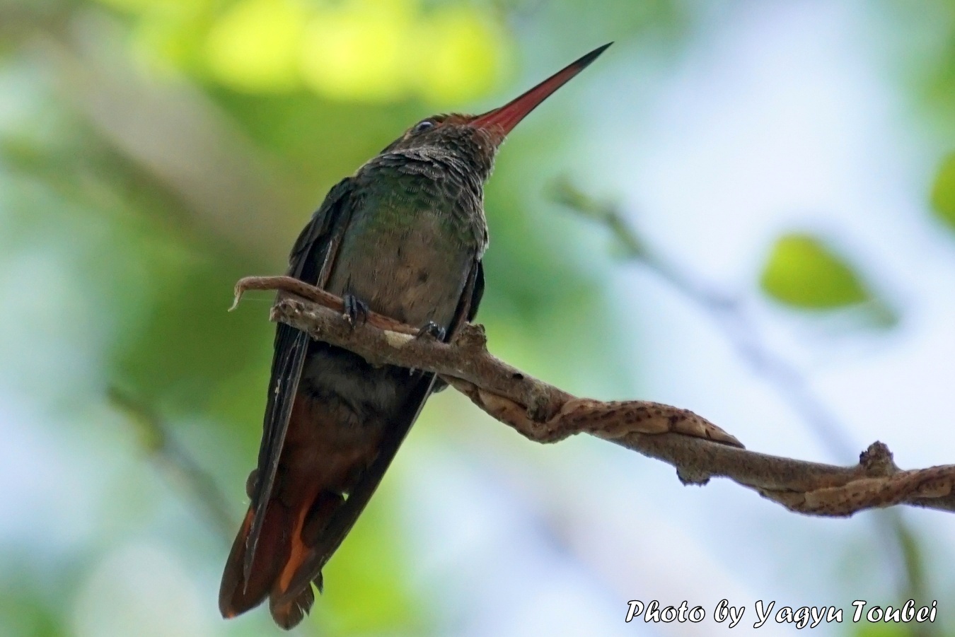 人と距離が近い Rufous-tailed Hummingbird （ルフォウステイルド　ハミングバード）_b0132475_11433047.jpg