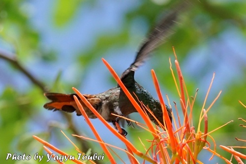 人と距離が近い Rufous-tailed Hummingbird （ルフォウステイルド　ハミングバード）_b0132475_11435655.jpg