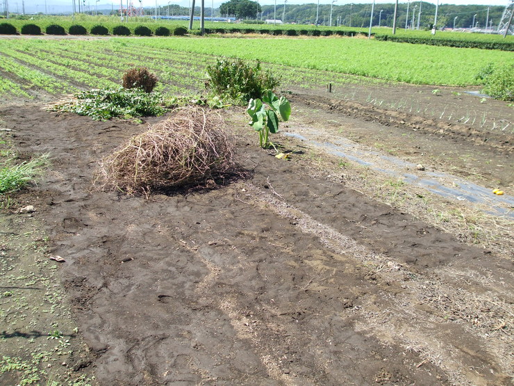 やっとキュウリとスイカを片付けました_d0225575_2141671.jpg