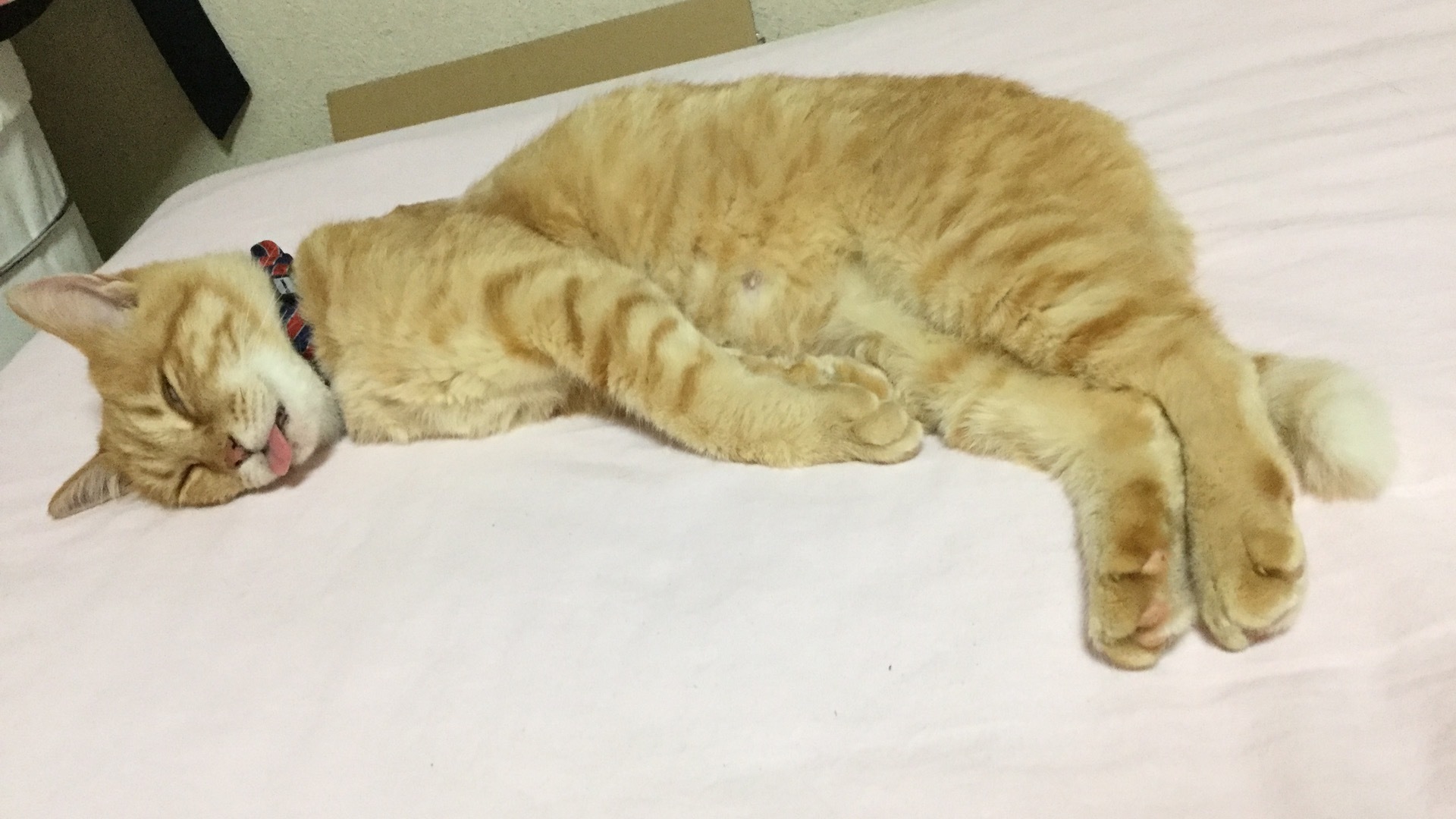 うちの茶トラ部長の寝姿がヤバすぎる件 ネコトバイク2 日本独走 うちの茶トラ部長の寝姿がヤバすぎる件 ネコトバイク2 日本独走