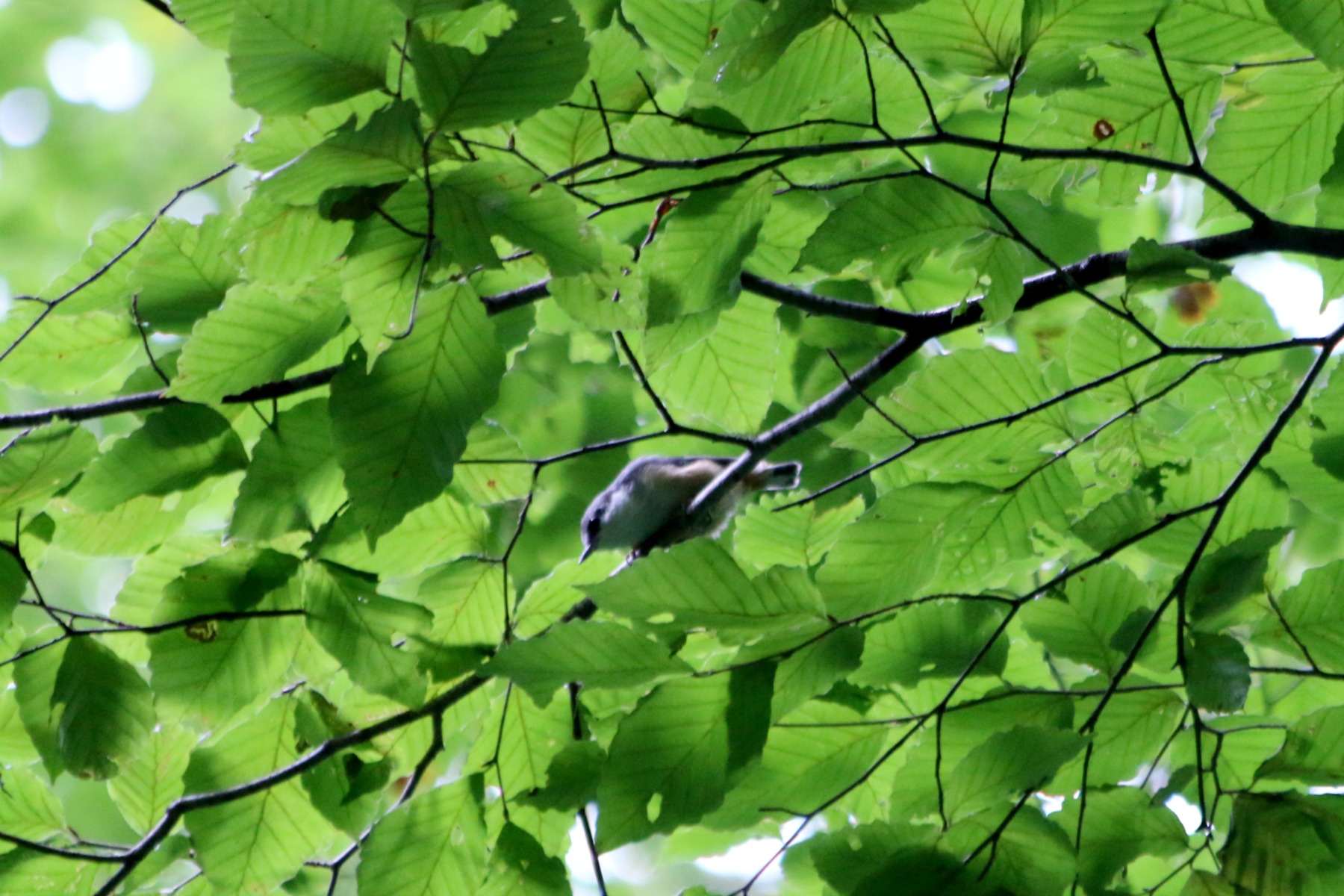 a0127090_203544.jpg