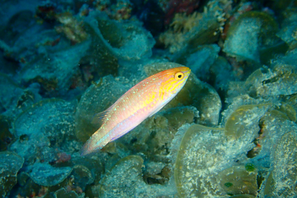 f0121701_2073764.jpg