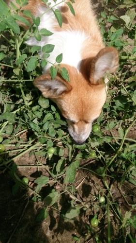e0340808_11185233.jpg